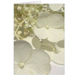 Cartão White Lacecap Hydrangea Flower Close Greeting Card