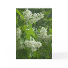 White Lilac card