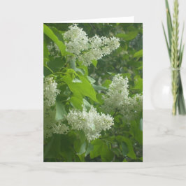 Cartão White Lilac card