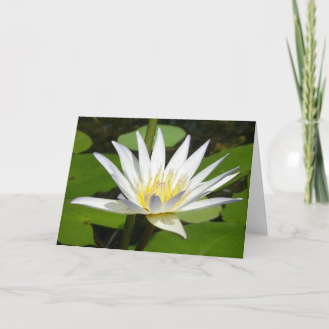 Cartão White Lotus Flower Card (Frente)