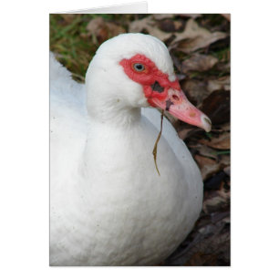 Cartão White Muscovy Hen