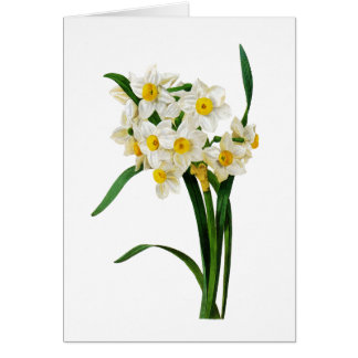 Cartão White Narciso por Pierre-Joseph Redoute