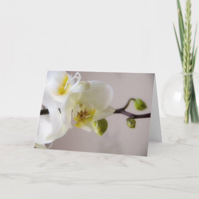 Cartão White Orchid • Greeting Card (Frente)