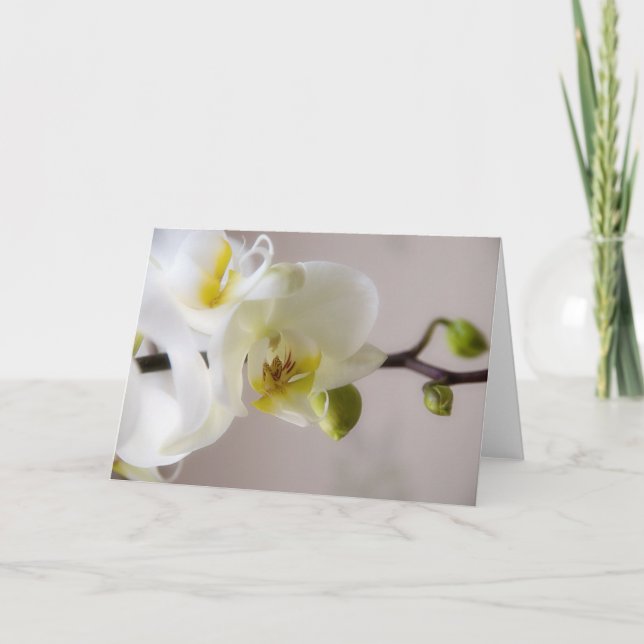 Cartão White Orchid • Greeting Card (Frente)