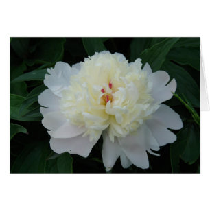 Cartão White Peony
