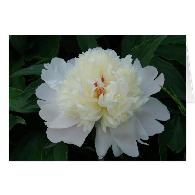 Cartão White Peony (Frente Horizontal)
