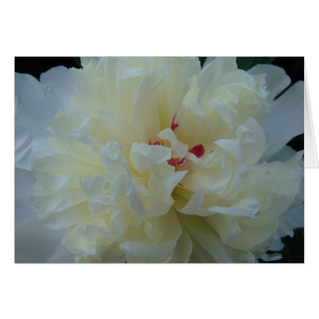 Cartão White Peony (Frente Horizontal)