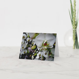 Cartão White Phalaenopsis Orchid Notecard