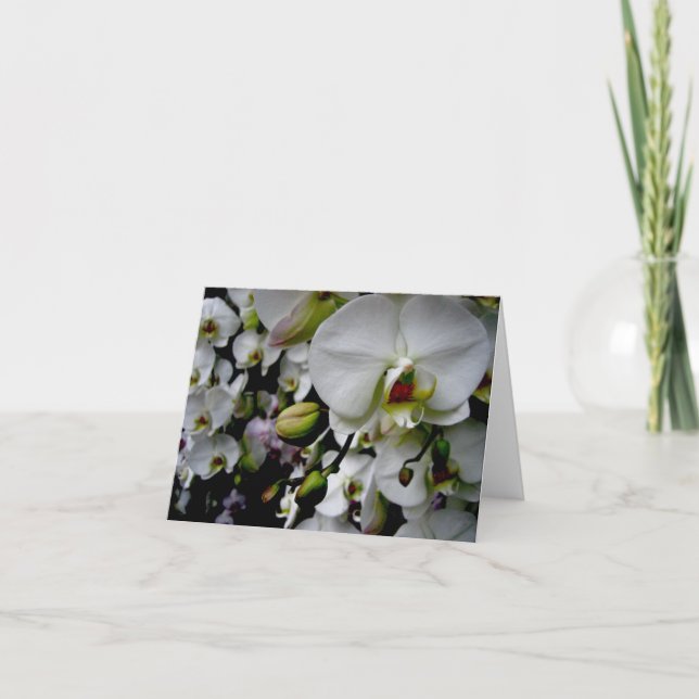 Cartão White Phalaenopsis Orchid Notecard (Frente)