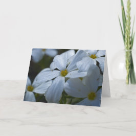 Cartão White Phlox