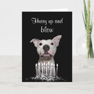 Cartão White Pitbull Birthday