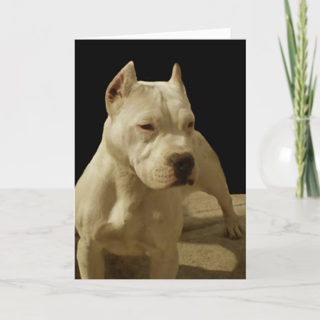 Cartão White pitbull greeting card (Frente)
