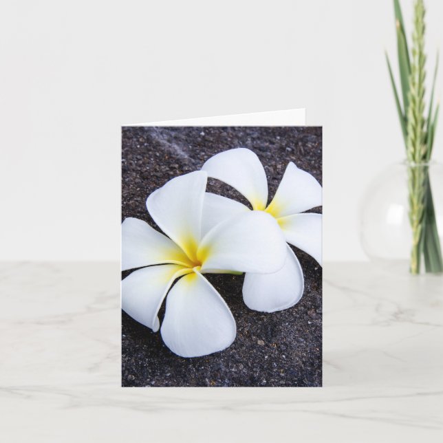 Cartão White Plumeria Flower Frangipani Floral Lava Rock (Frente)