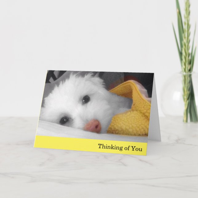 Cartão White Puppy, Yellow Blanket Thinking of You Card (Frente)