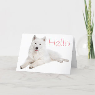 Cartão White Samoyed Puppy Dog - Hello, Thinking Of You