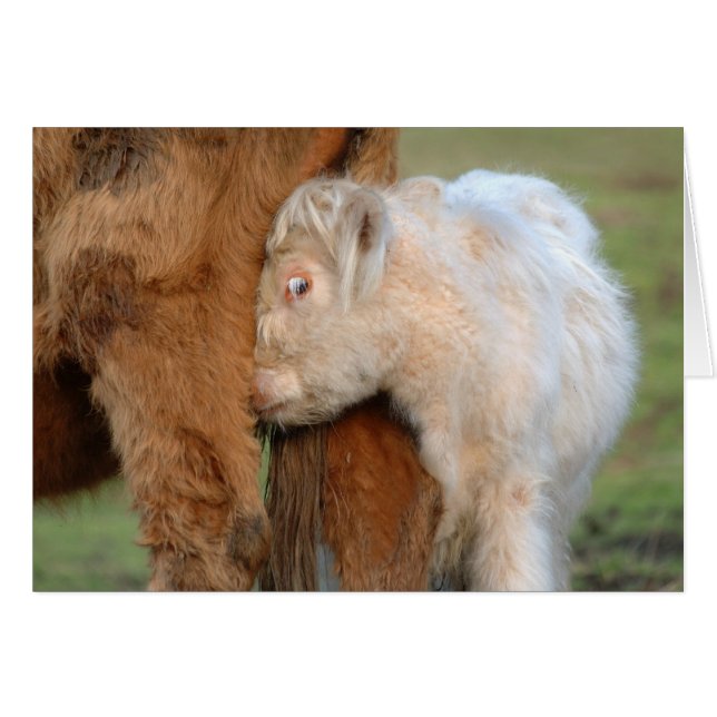 Cartão White Scottish Highland Calf Nudges Sua Mãe (Frente Horizontal)
