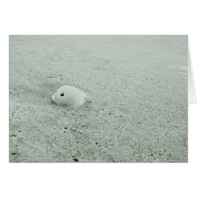 Cartão White Sea Shell Na Praia De Sandy (Frente horizontal)