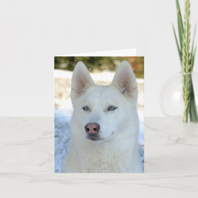 Cartão White Siberian Husky notecard or greeting card (Frente)