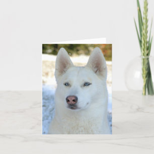 Cartão White Siberian Husky notecard or greeting card