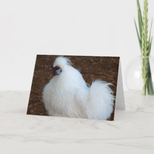 Cartão White Silkie Chicken