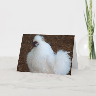 Cartão White Silkie Chicken
