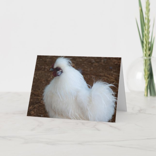 Cartão White Silkie Chicken (Frente)