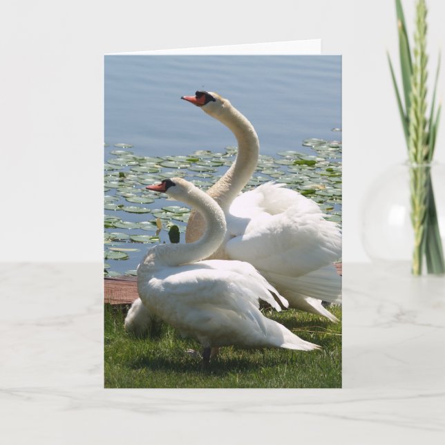 Cartão White Swans Note Card (Frente)