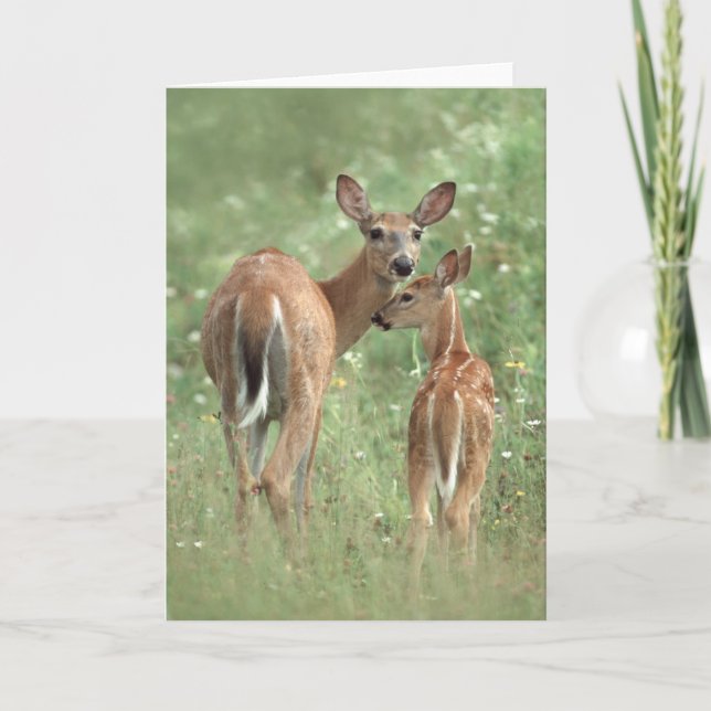 Cartão White-tailed deer mother and fawn (Frente)