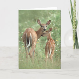 Cartão White-tailed deer mother and fawn