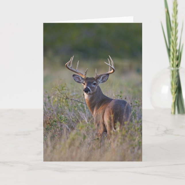 Cartão white-tailed deer Odocoileus virginianus (Frente)