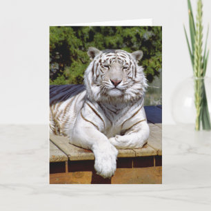 Cartão White Tiger 9 Note Card