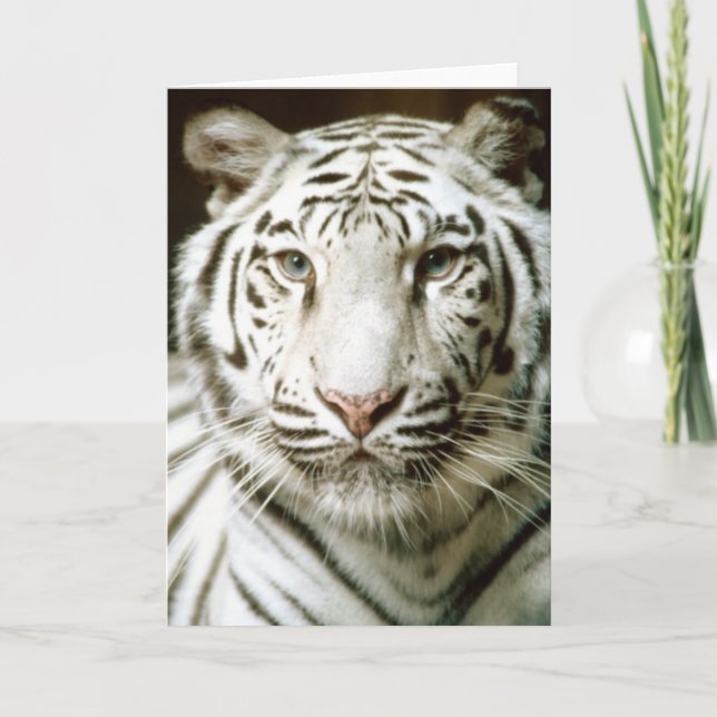 Cartão White tiger color photograph greeting card (Frente)
