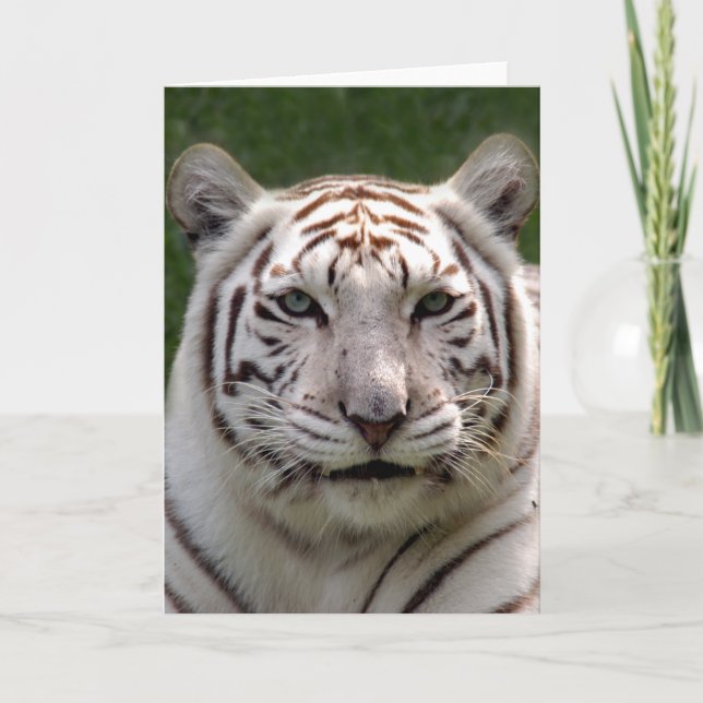Cartão White Tiger Greeting Card (Frente)