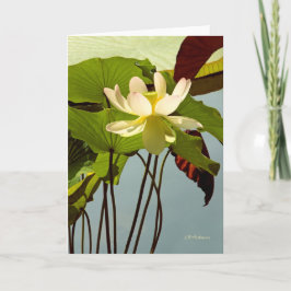 Cartão White waterlily
