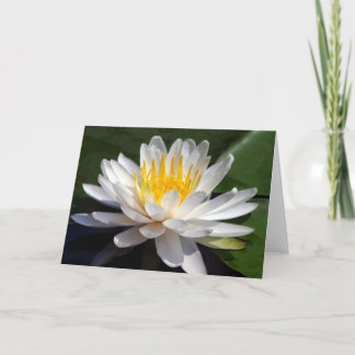 Cartão White Waterlily Blank Greeting Card