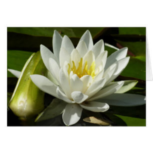 Cartão White Waterlily e Bud Floral