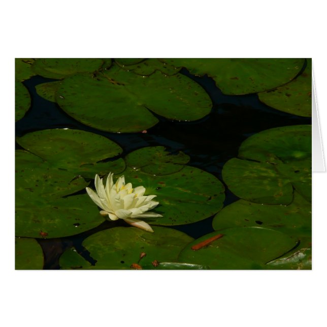 Cartão White Waterlily I Peaceful Floral Fotografia (Frente Horizontal)