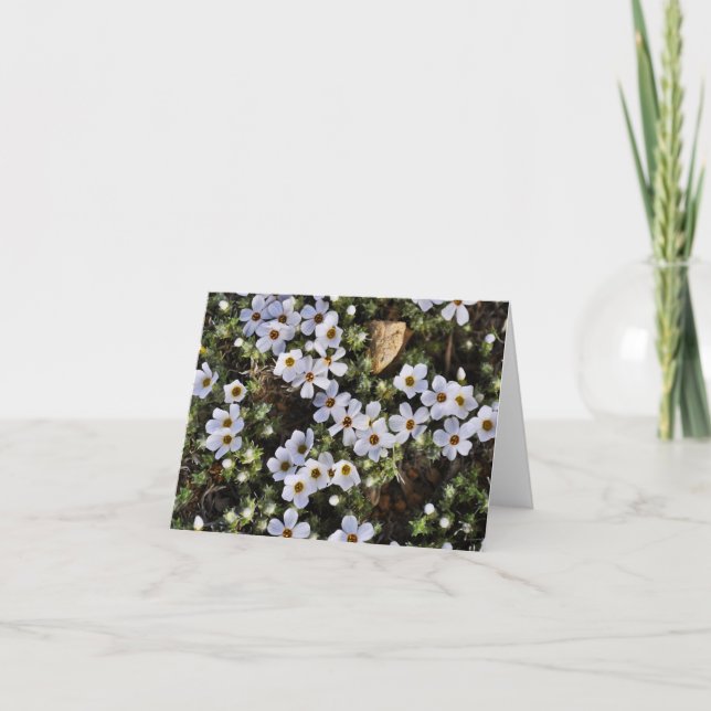 Cartão White Wildflower Notecard (Frente)