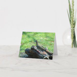 Cartão White Winged Dove