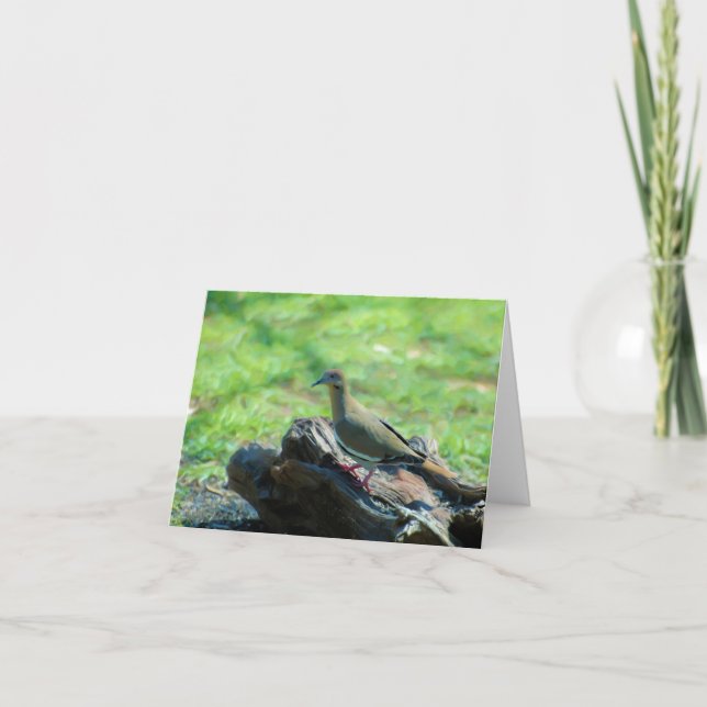 Cartão White Winged Dove (Frente)