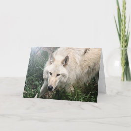 Cartão White Wolf Blank Greeting Cards