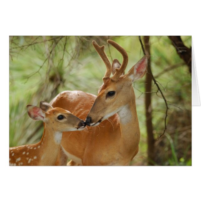 Cartão Whitetail Buck E Fawn Bonding (Frente Horizontal)
