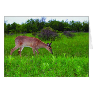 Cartão Whitetail Deer