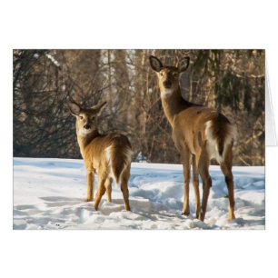 Cartão Whitetail Deer em Snow
