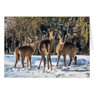 Cartão Whitetail Deer em Snow