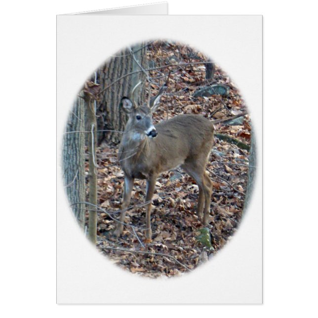 Cartão Whitetail Deer Spike Buck (Frente)