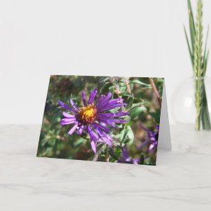 Cartão Wild Aster