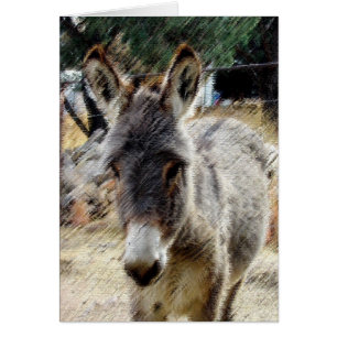 Cartão Wild Burro
