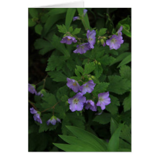 Cartão Wild Geraniums