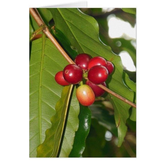 Cartão Wild Hawaiian Coffee Cherries (Frente)
